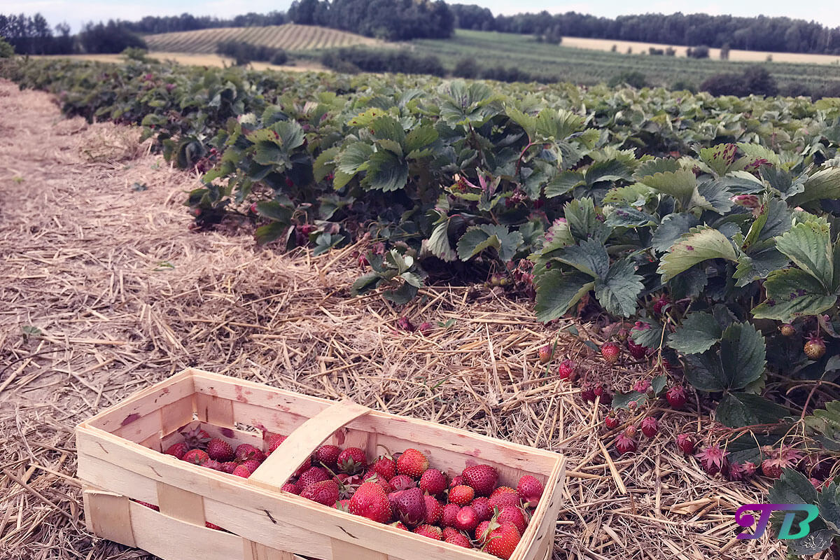 Erdbeerfeld Erdbeerpflanzen Aussicht Erdbeeren pflücken
