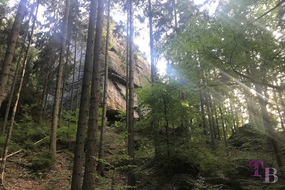 Affensteine Sächsische Schweiz Felsen Wald Sonne Strahlen