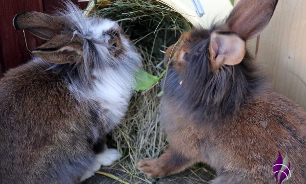 Kaninchenfutter – Was mögen Hasen am liebsten?