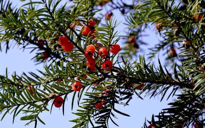 Gartengestaltung mit Taxus Baccata – Ist die Eibe eine Alternative zum Buchsbaum?