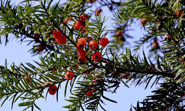 Gartengestaltung mit Taxus Baccata – Ist die Eibe eine Alternative zum Buchsbaum?
