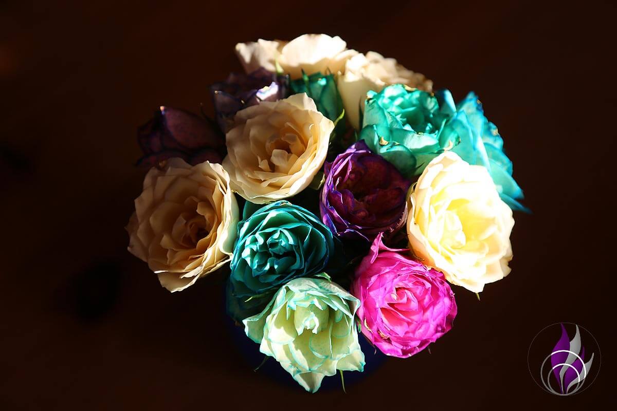 Rosen färben – schöne DIY-Idee für individuelle Blumen-Grüße