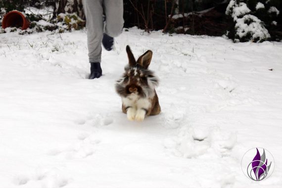fun4family Kaninchen Hasen Cookie im Schnee Winter