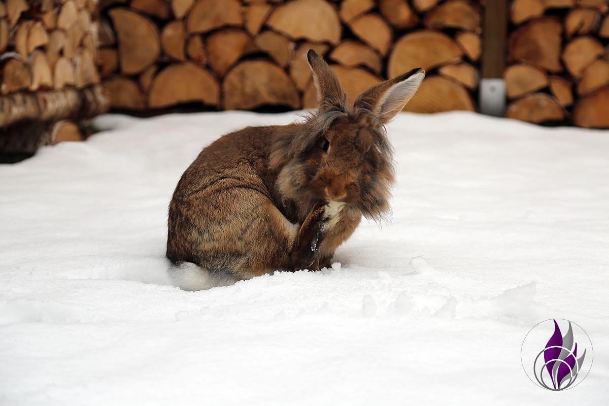 Kaninchen im Schnee – Was ist zu beachten?