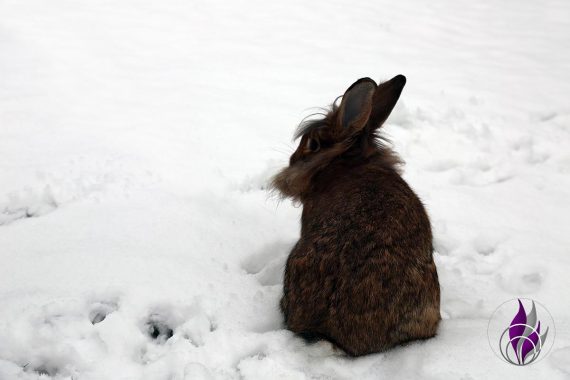 fun4family Kaninchen Hasen Toffee im Schnee Winter