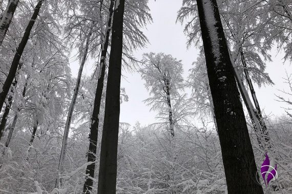 fun4family Winter Wonderland Wald Schnee Bäume