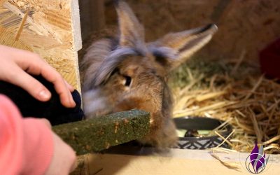 Riesen Knabberspaß für Kaninchen – XXL Knabbersticks aus Petersilie Sponsored Post