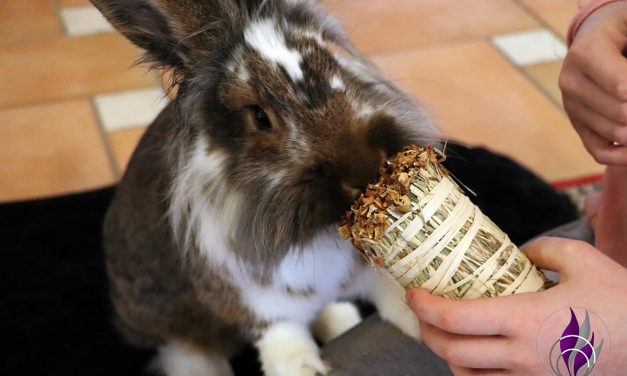 Knabber Wiesenheustrauß als Kaninchen-Geburtstagsgeschenk