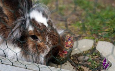 Knabber Herz aus Petersilie mit Käfighalter – Knabberspaß für Kaninchen Sponsored Post