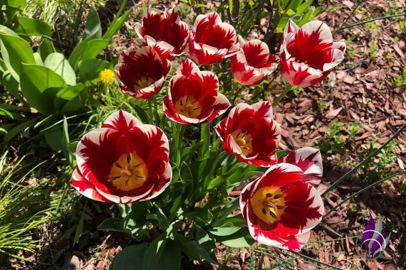 Tulpen Tulpe Grand Perfection Garten