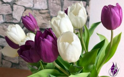 Tulpen Zeit – Unsere Tipps für eine lange Freude am Tulpenstrauß