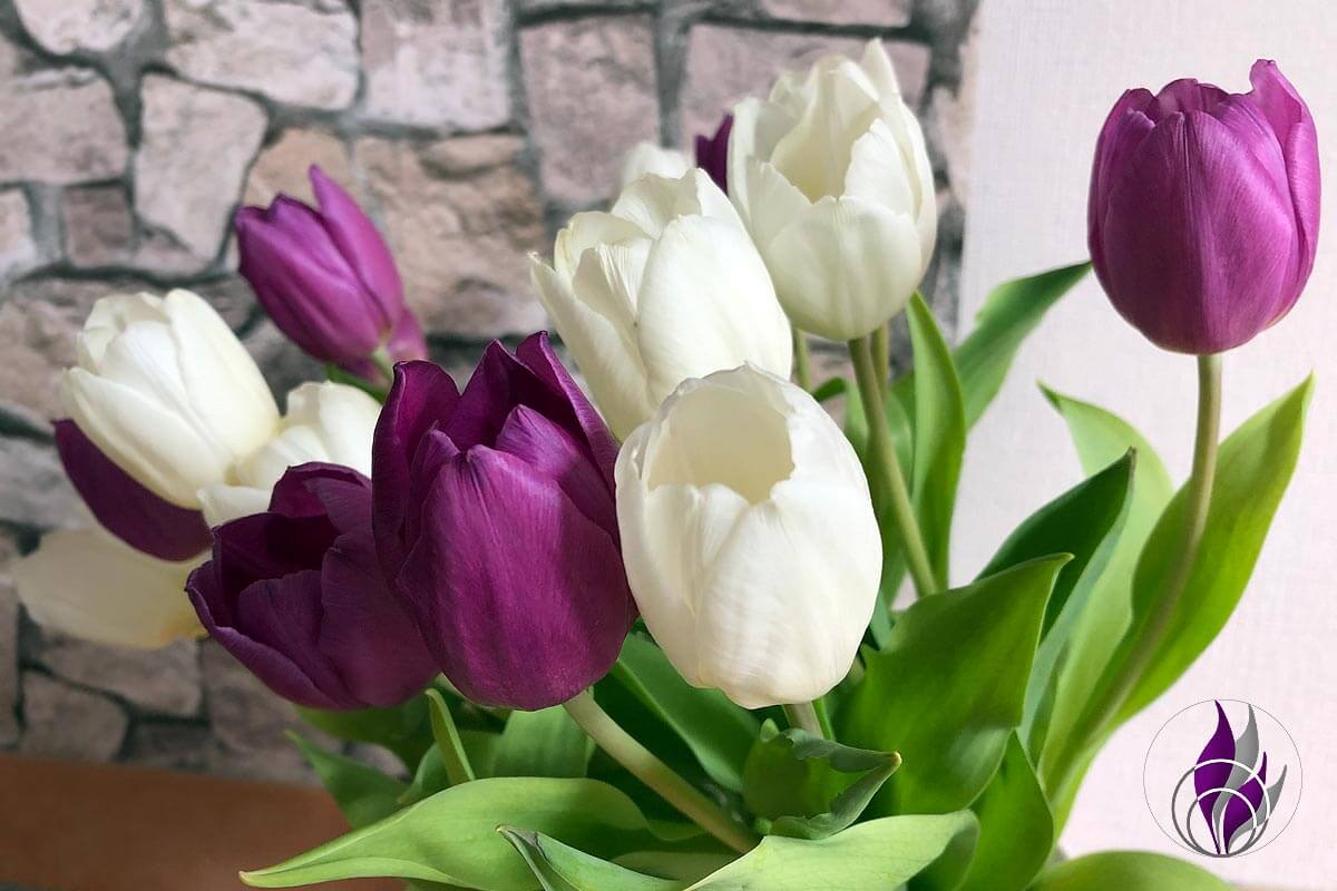 Tulpen Zeit – Unsere Tipps für eine lange Freude am Tulpenstrauß