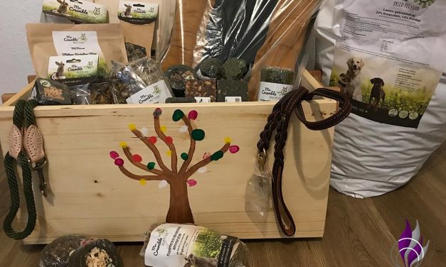 DIY Spendenbox für das Tierheim Pirna – Schulprojekt meiner Ausbildung