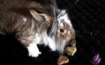Bunte Snackherzen Mischung für Kaninchen – getreidefrei und lecker Sponsored Post