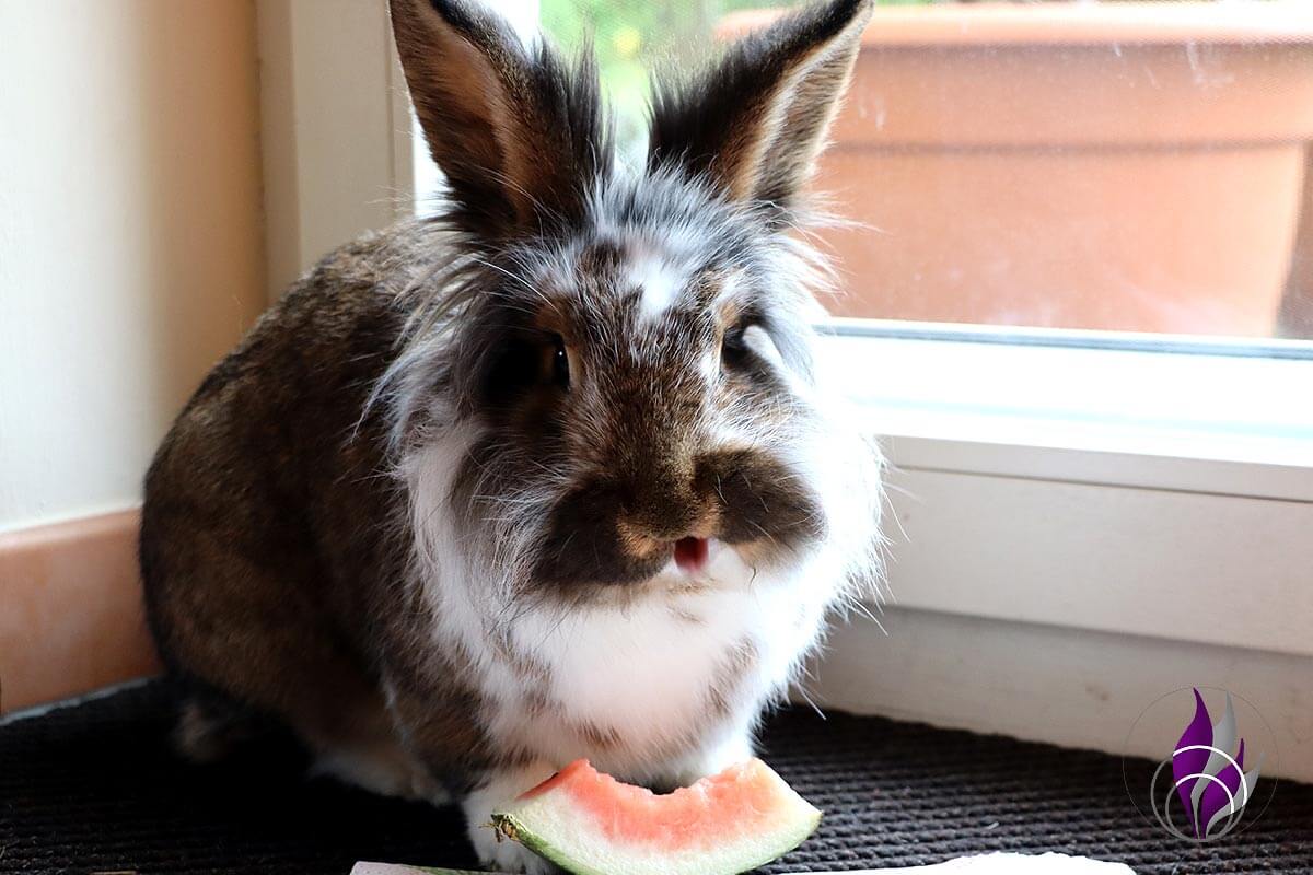 Wassermelone für Kaninchen – Erfrischende Leckerei im Sommer