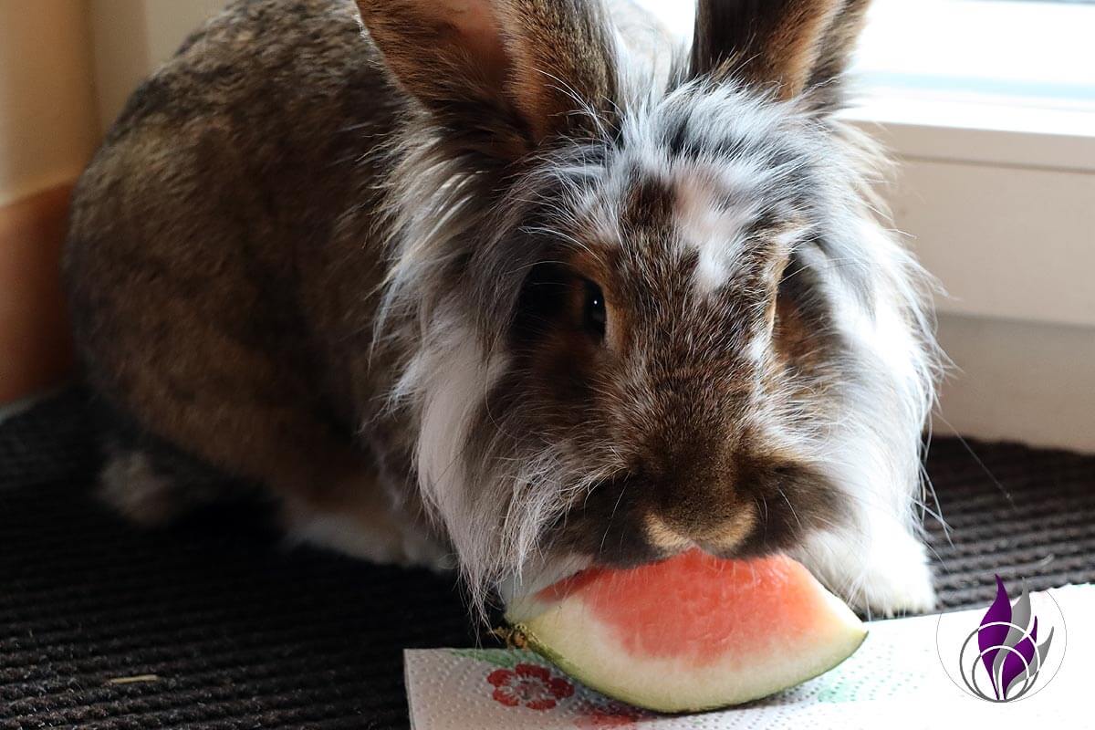 Kaninchen Wassermelone Obst Petfluencer