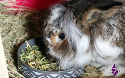 Gourmet-Strukturfutter  – Ergänzungsfutter für Kaninchen Sponsored Post