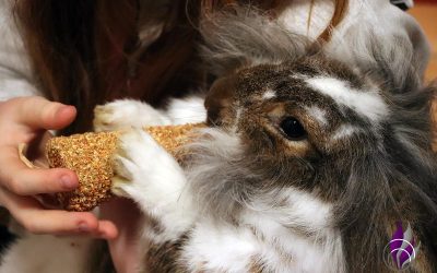 Strohkarotte – niedliches Spielzeug und Ergänzungsfutter für Nager