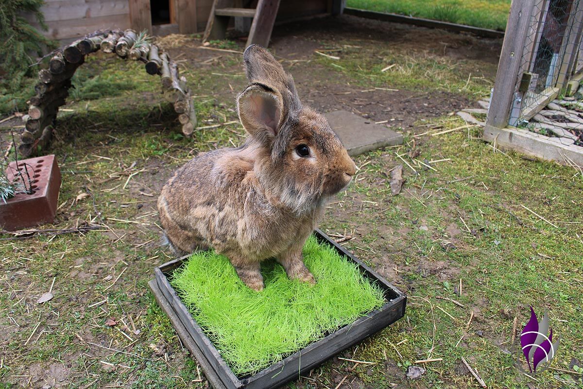 Hasengras frisch weich Kaninchen Toffee Petfluencer fun4family