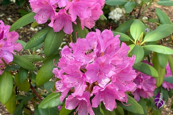 bunter Garten Rhododendron Biene fun4family