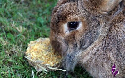 Timothy-Taler – Ergänzungsfutter für Kaninchen & andere Nager Sponsored Post