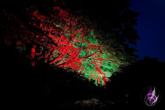 Illumination Azaleen- und Rhododendronpark Kromlau Park 1 fun4family