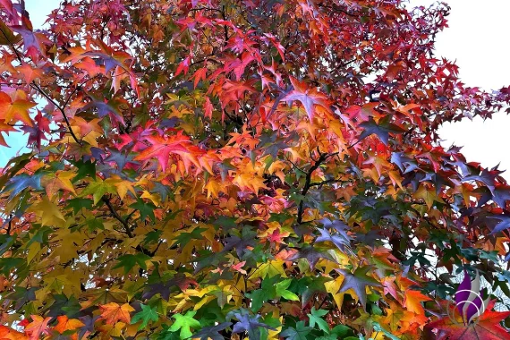Amerikanischer Amberbaum Seesternbaum Herbst bunte Blätter fun4family