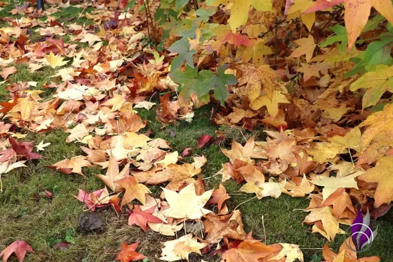 Herbstkranz Blätter sammeln 1 fun4family