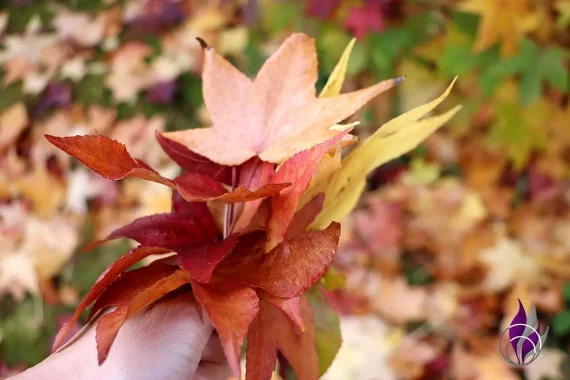Herbstkranz Blätter sammeln 2 fun4family