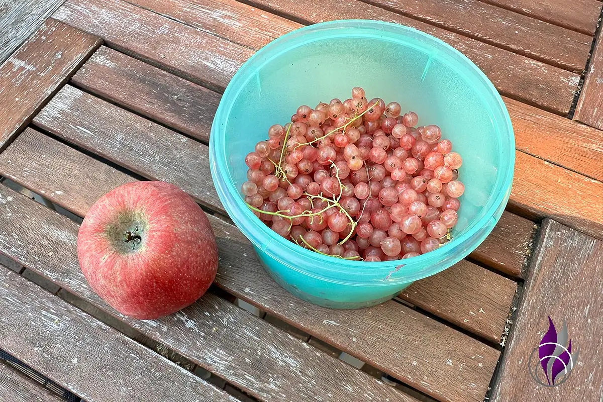 Johannisbeer-Apfel-Aufstrich Rezept Zutaten roh fun4family